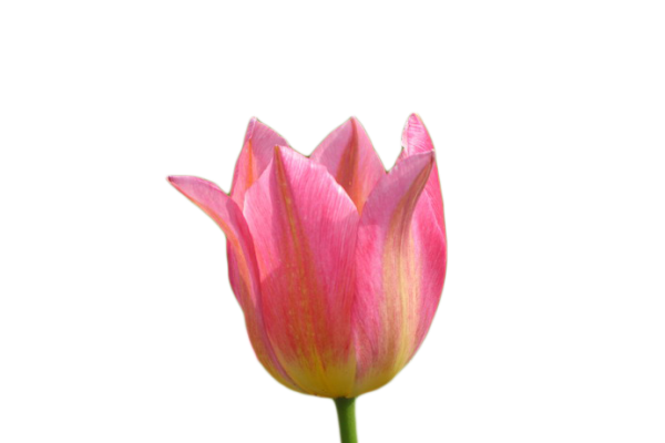 Тюльпан импортный